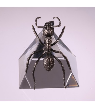 Streblognathus Peetersi