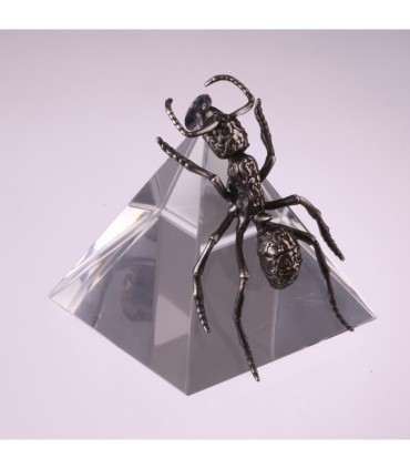 Streblognathus Peetersi