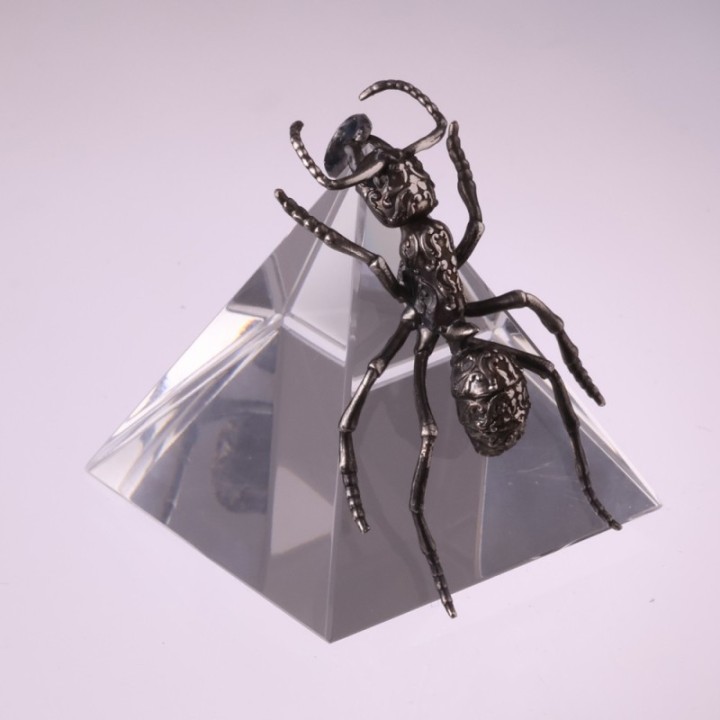 Streblognathus Peetersi